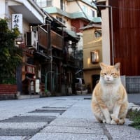 瀬戸内G島の猫たち　2025年2月　その１