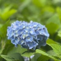紫陽花　万葉の時代から続く日本の美意識