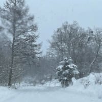 乗鞍スキー場で新雪練習