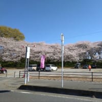 今年の権現堂