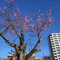 野火止桜情報