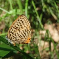 散歩で見つけた生き物