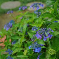 ●我が家の６月の花（2）　ヤマアジサイ藍姫　見ごろに