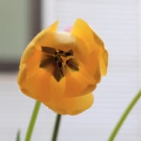 北海道の4月はまだまだ寒い、チューリップの開花までもう少し、一足先に写真で春のチューリップ1-2
