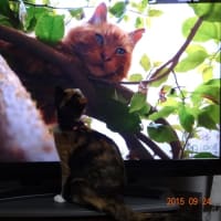 目と目が合った