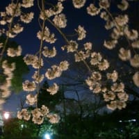 夜桜見に行った