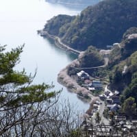 遅咲きの桜を追いかけて奥琵琶湖へ