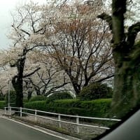 桜のトンネル・・・・何処へ?