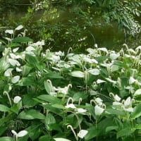 長居植物園の“ヘメロカリスの花”たち！