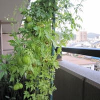 棕櫚竹 シュロチク の花が咲いた ブログ 琵琶湖疏水の散歩道 棕櫚竹 シュロチク の花が咲いた ブログ 琵琶湖疏水の散歩道