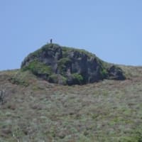 高千穂峰～二子石のミヤマキリシマ
