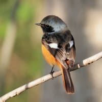 今シーズン最後の撮り・・・・ジョウビタキ・ベニマシコ
