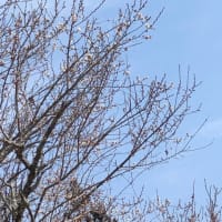 じゃがいもと、長ネギのウネを作りました