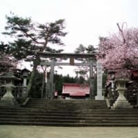 網走神社の桜