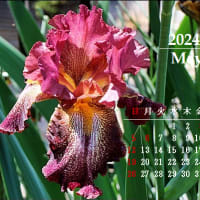 5月のカレンダー作り＆松の新芽摘み完了
