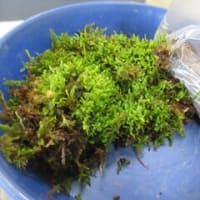 苔玉作り教室