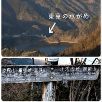 奇跡的出会い…カモシカと出会う（奇跡Part2）