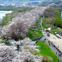 京都の桜　背割り堤　満開？