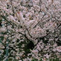 スポーツや文化、芸術に思う