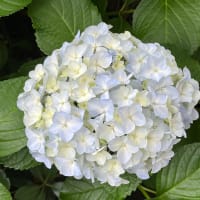植物に学ぶ生存戦略