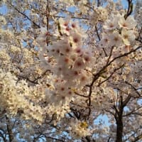ツインたちの四季