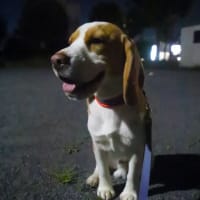 今日の夜さんぽ。