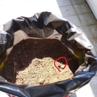 ポテトその2