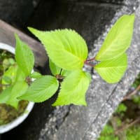 五月の緑たち