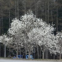 4/18　桜散りの東京から2週間振りに長野県北信の桜見物だが黄砂が凄くてねー❕
