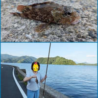 🎣 舞鶴釣り紀行