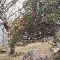 大台ヶ原へ行ってきた