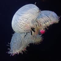 20250507　越前松島水族館