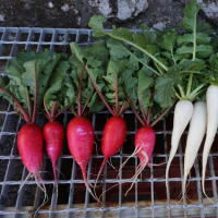 家庭菜園　料理編