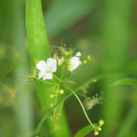 食虫植物  イシモチソウ