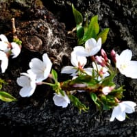 東京の桜の花は終わりました…後