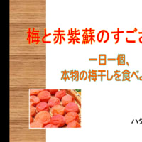 8月23日(月)「ハタヤス塾・座学『梅と赤紫蘇と梅醬番茶を知る』」講座を開催します！