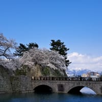 今年もさくらで気分も満開🌸