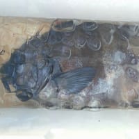 釣果