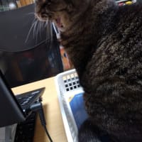 猫っぽい