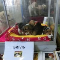 モスクワの動物市場