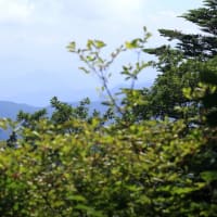 檜原都民の森植物探索　令和7年7月5日