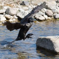 飛騨にも春が。