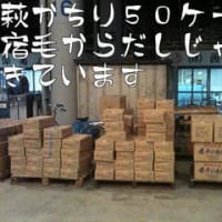 四国 高知 で ちりめん だしじゃこ うるめ販売の島田海産食品より中央卸売市場から