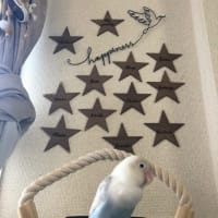 我が家のボタン🦜