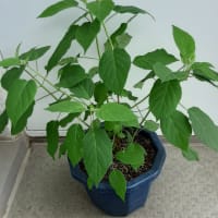 紫陽花