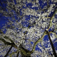赤目・延寿院の枝垂桜／light up at night 