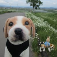 爽やか