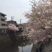 横浜大岡川のお花見