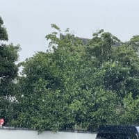 荒梅雨