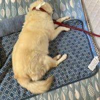 犬と猫との暮らし～ユニセフ協会へささやかな寄附を送金しました～